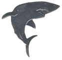Picture of E5112   Shark Flat 